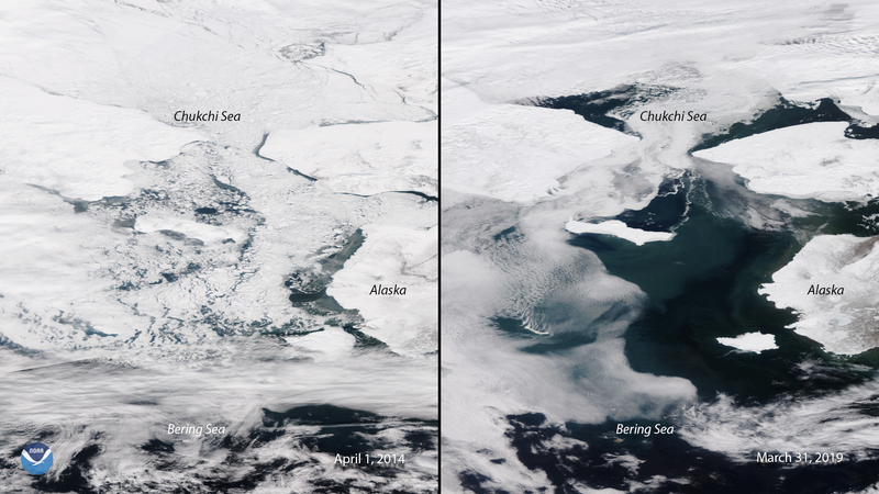 A largely ice-covered Bering sea in April 2014 (left) contrasted with a largely ice-free Bering at the end of March 2019 (right).